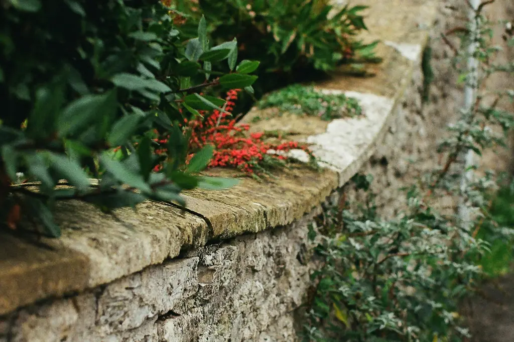 Mur de soutènement en pierre sèche coiffé de dalles, feuillage et baies rouges